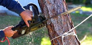 Best Tree Health Inspection  in Crittenden, KY