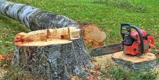 Best Tree Maintenance Programs  in Crittenden, KY