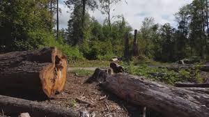 Best Storm Damage Tree Cleanup  in Crittenden, KY