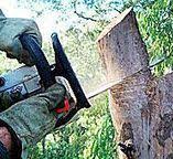 Best Tree and Shrub Care  in Crittenden, KY
