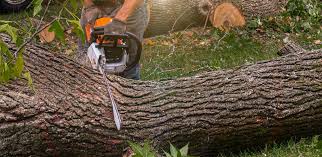  Crittenden, KY Tree Services Pros