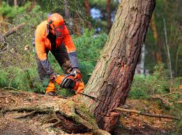 Crittenden, KY Tree Services Company