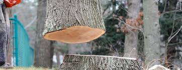 Best Firewood Processing and Delivery  in Crittenden, KY