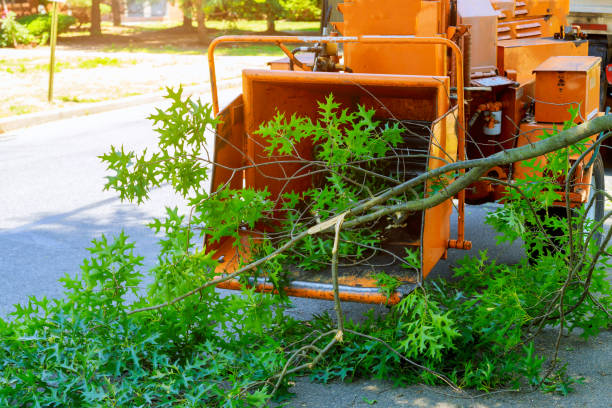 Best Weed Control  in Crittenden, KY