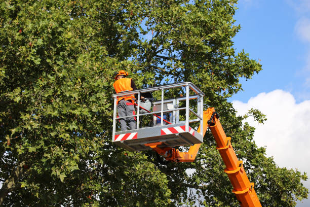 Best Tree Cabling and Bracing  in Crittenden, KY