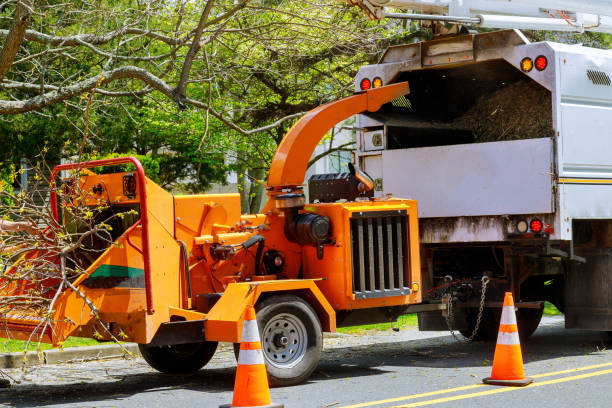 How Our Tree Care Process Works  in  Crittenden, KY