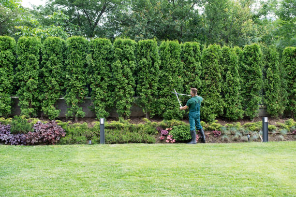 Best Root Management and Removal  in Crittenden, KY