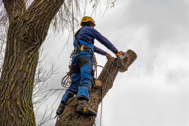  Crittenden, KY Tree Services Pros