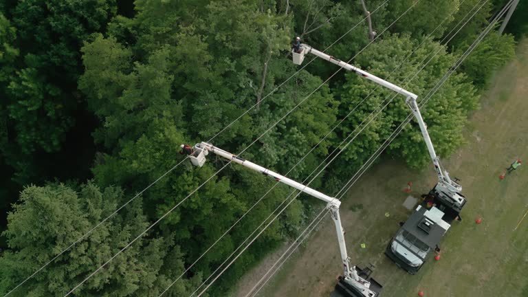 Best Root Management and Removal  in Crittenden, KY