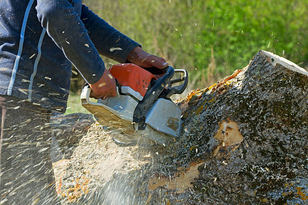 Reliable Crittenden, KY Tree Services Solutions