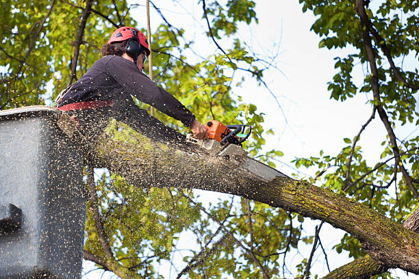 Best Seasonal Cleanup (Spring/Fall)  in Crittenden, KY