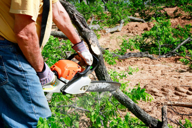 Best Leaf Removal  in Crittenden, KY