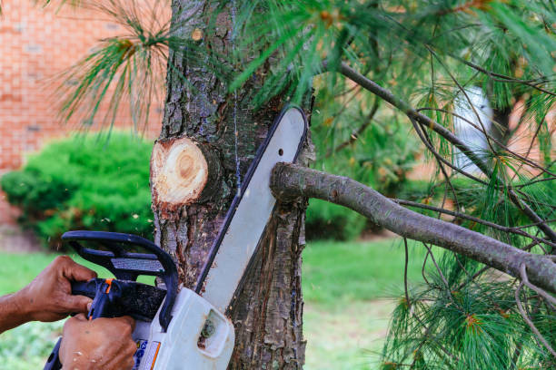 Best Tree Disease Treatment  in Crittenden, KY